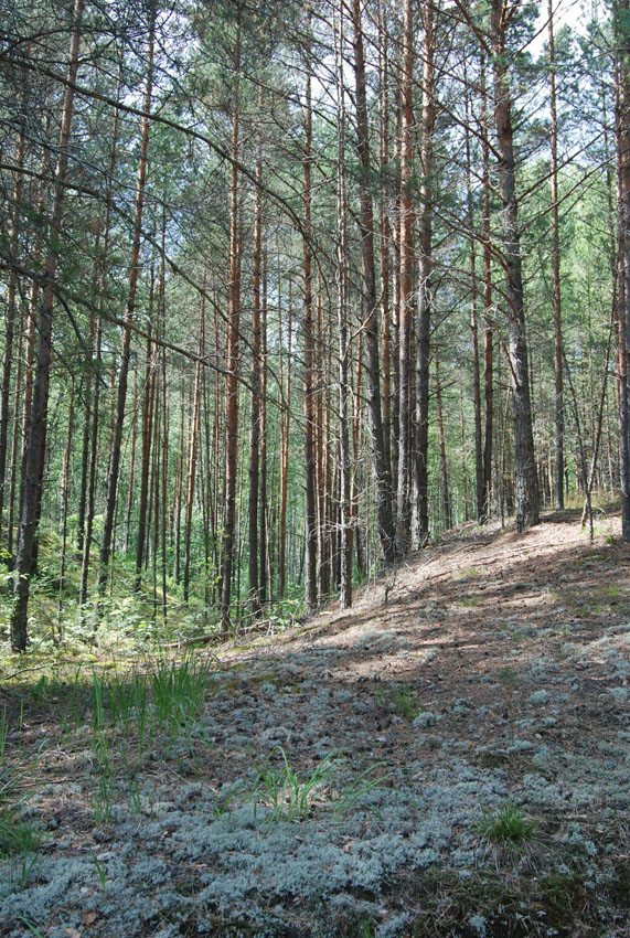 Орловское Полесье, image of landscape/habitat.