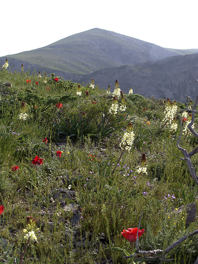 Ущелье Кенозен, image of landscape/habitat.