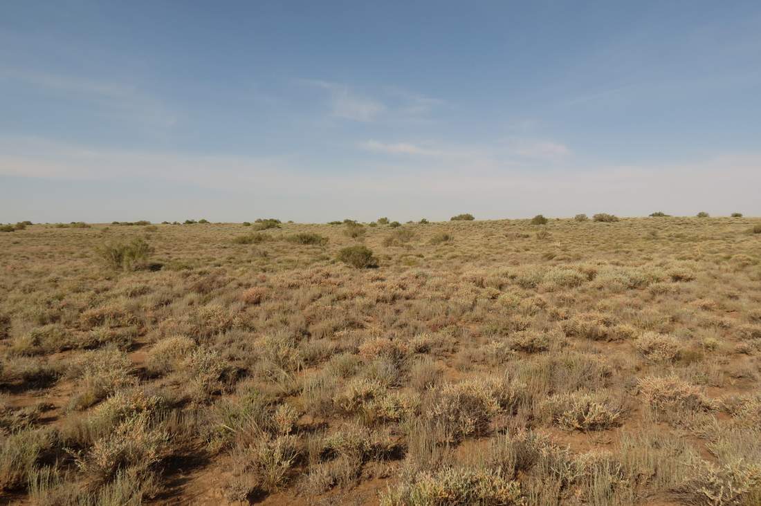 Пески близ бугра Жаксыбулак, image of landscape/habitat.