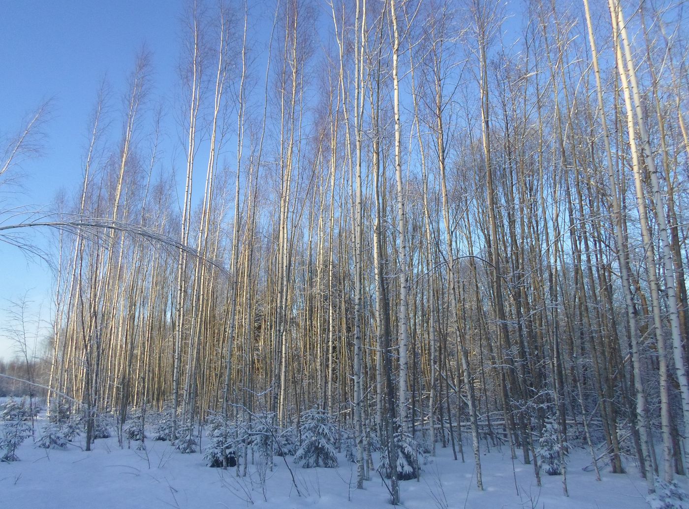 Чистая Дуброва, image of landscape/habitat.