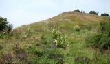 Берег Кубани в Усть-Лабинске, image of landscape/habitat.