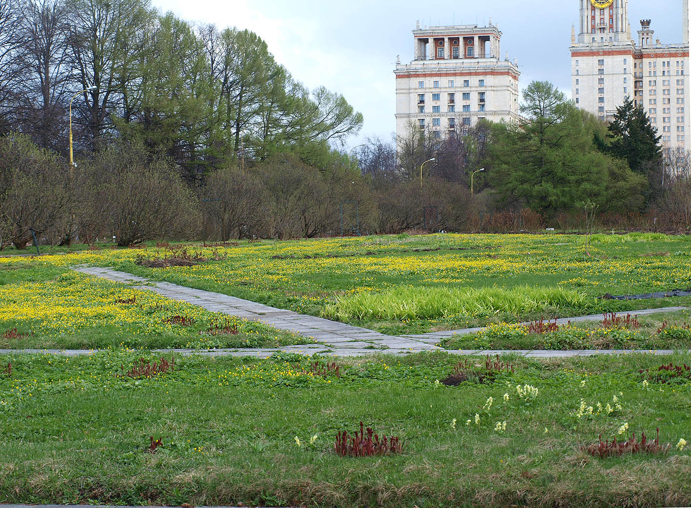 Ботанический Сад МГУ, image of landscape/habitat.