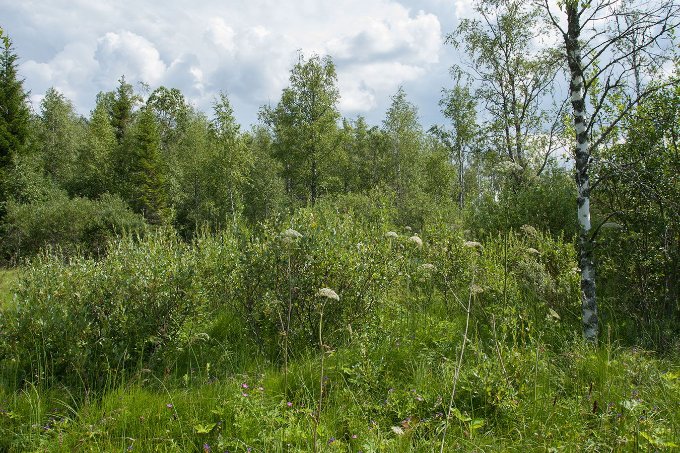 Верховья Оредежа, image of landscape/habitat.