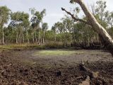 Litchfield Park, image of landscape/habitat.