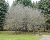 Переславский дендросад, image of landscape/habitat.