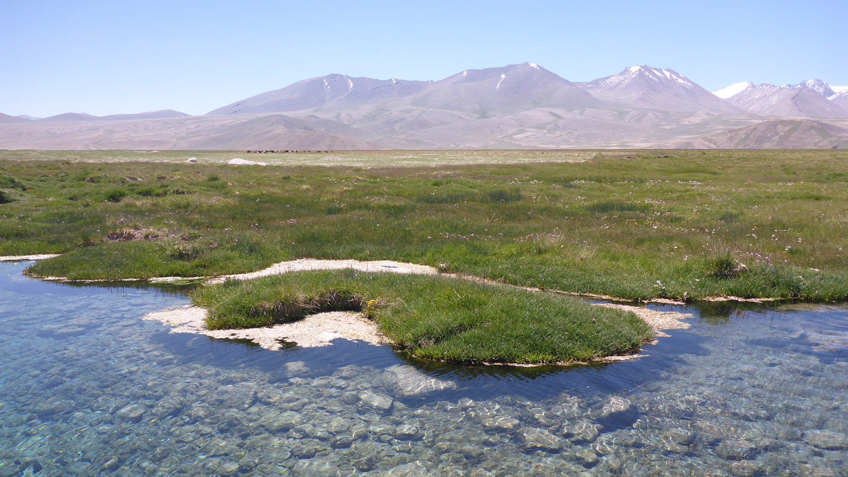 Аличурская долина, image of landscape/habitat.