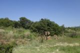 Image of landscape