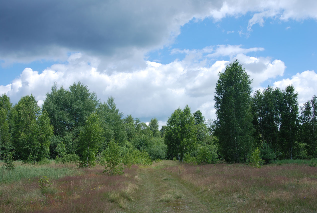 Орловское Полесье, image of landscape/habitat.