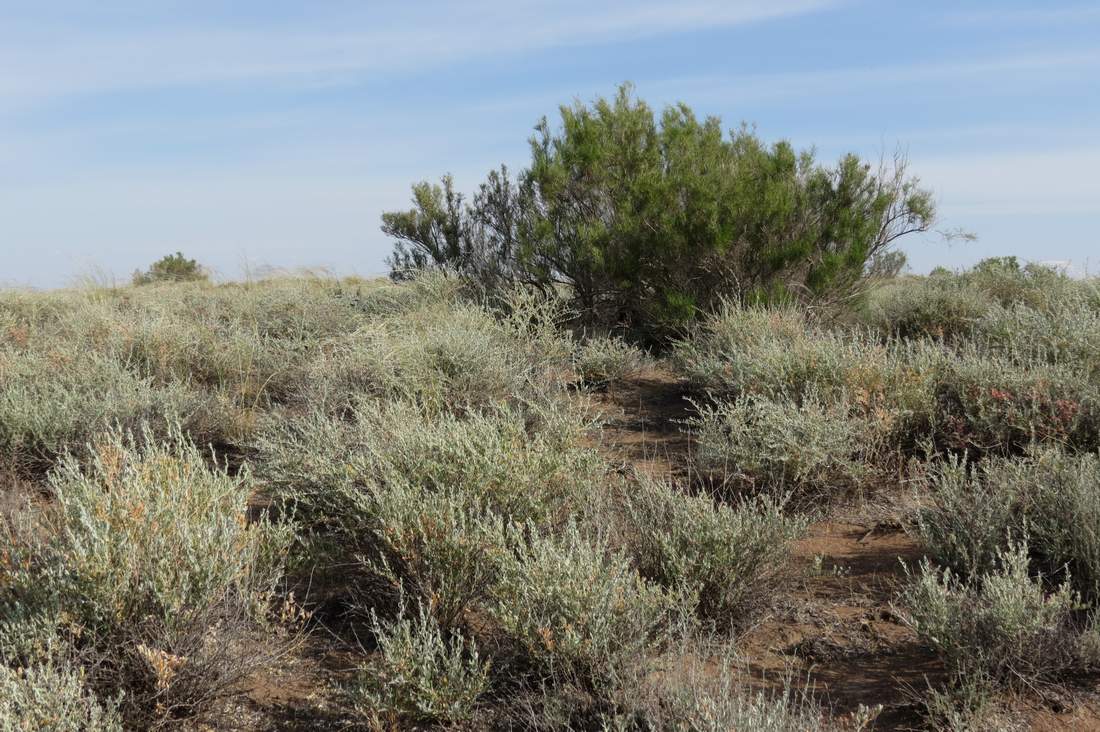 Пески близ бугра Жаксыбулак, image of landscape/habitat.