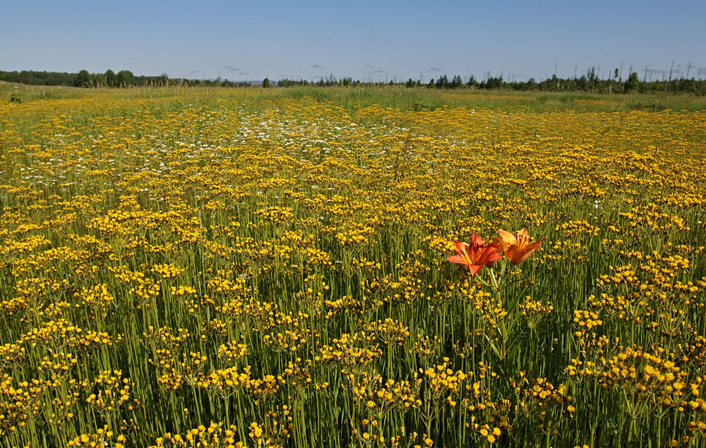 Пиленга, image of landscape/habitat.