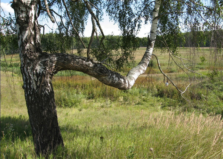 Старое Клейменово, image of landscape/habitat.