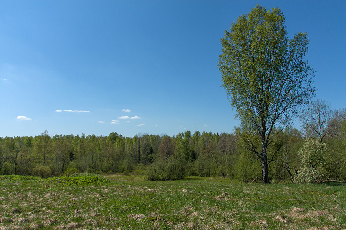 Михайловская, image of landscape/habitat.