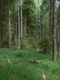 Image of landscape