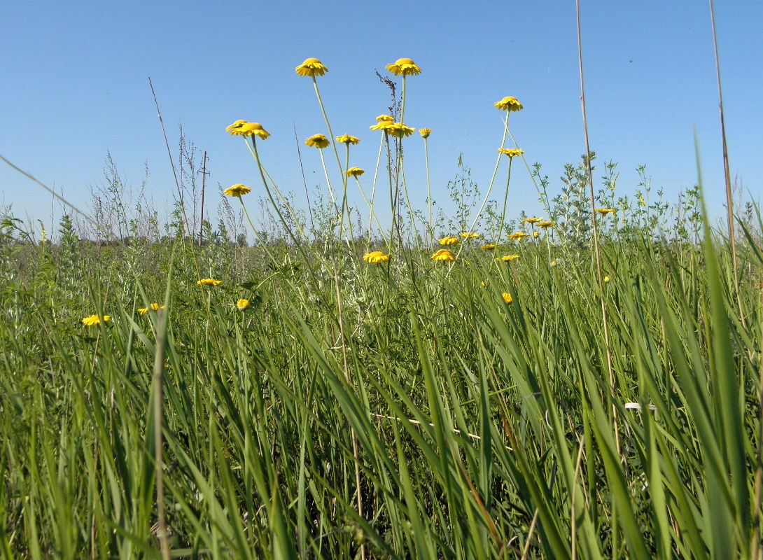 Луганск, image of landscape/habitat.