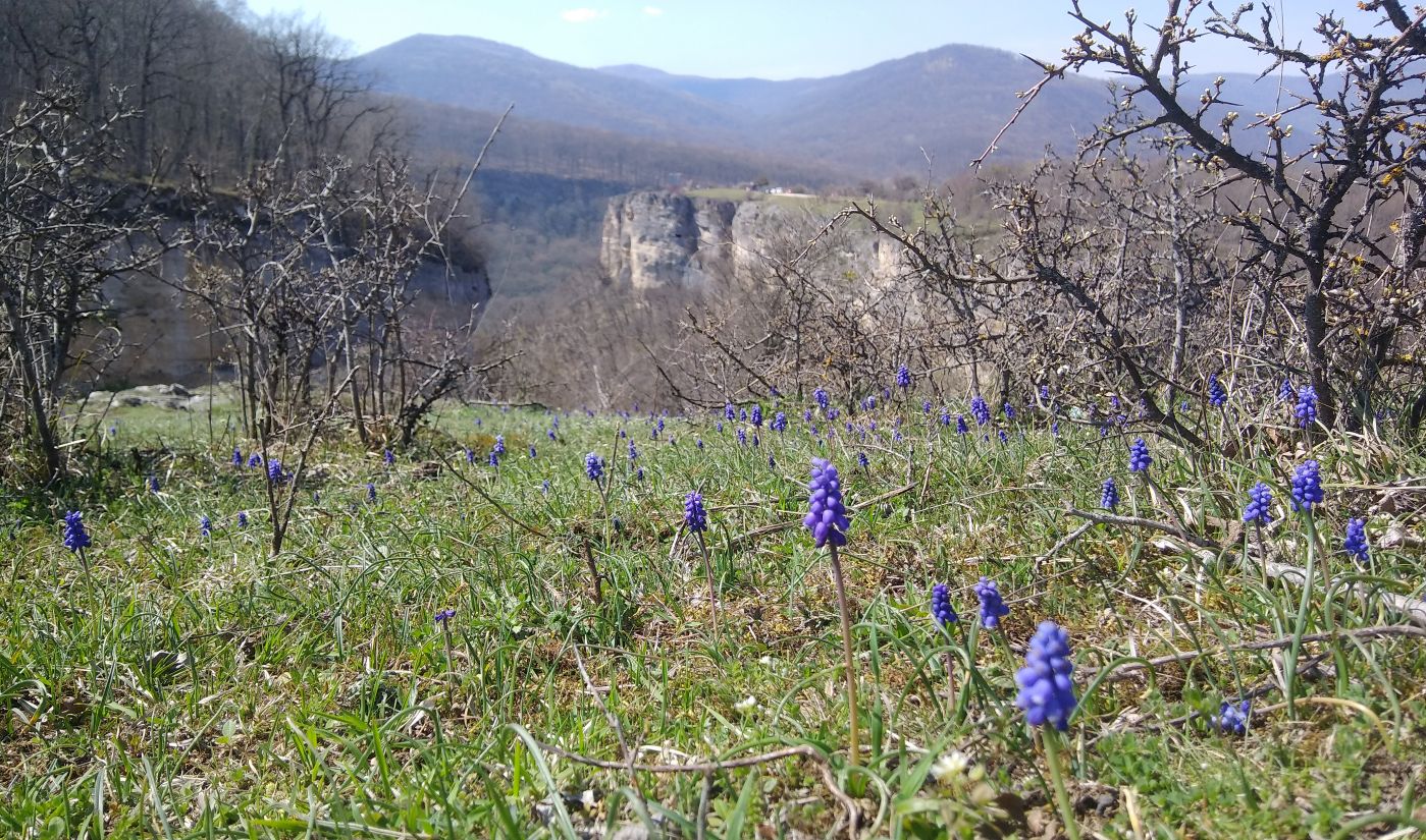 Долина реки Мишоко, image of landscape/habitat.