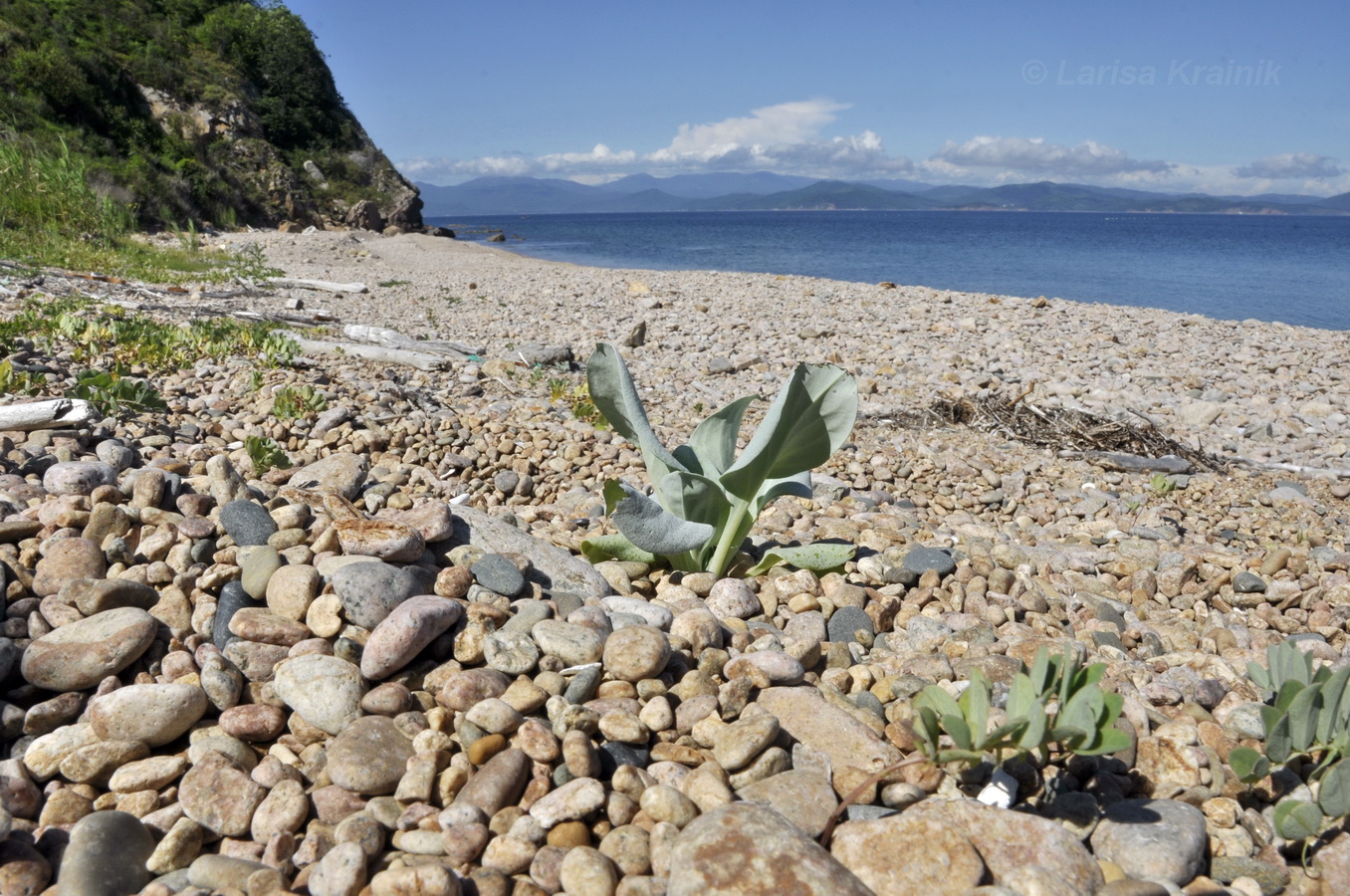 Остров Путятина, image of landscape/habitat.