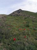 Ущелье Кенозен, image of landscape/habitat.