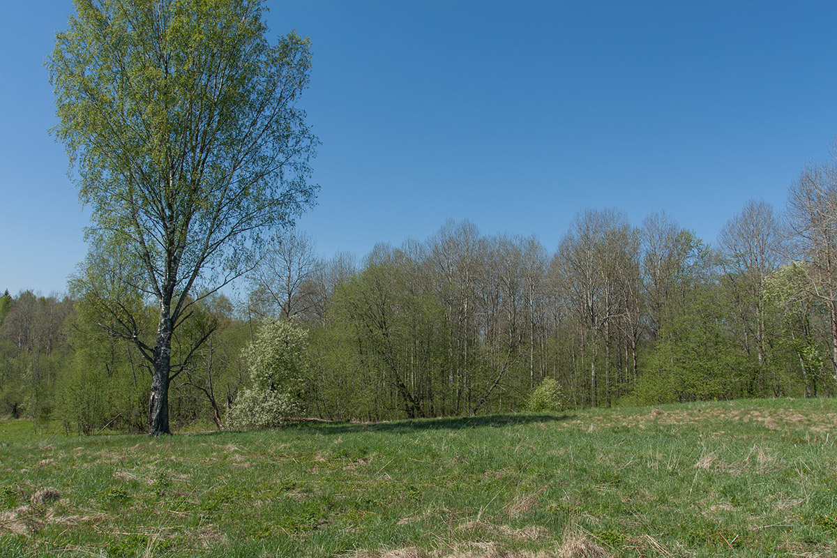 Михайловская, image of landscape/habitat.