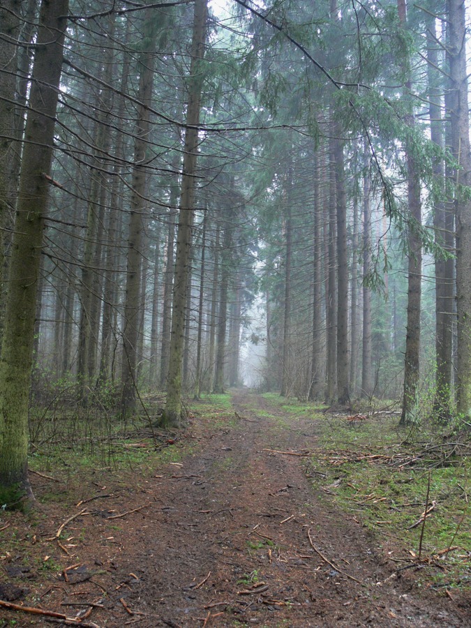 Малинки, image of landscape/habitat.