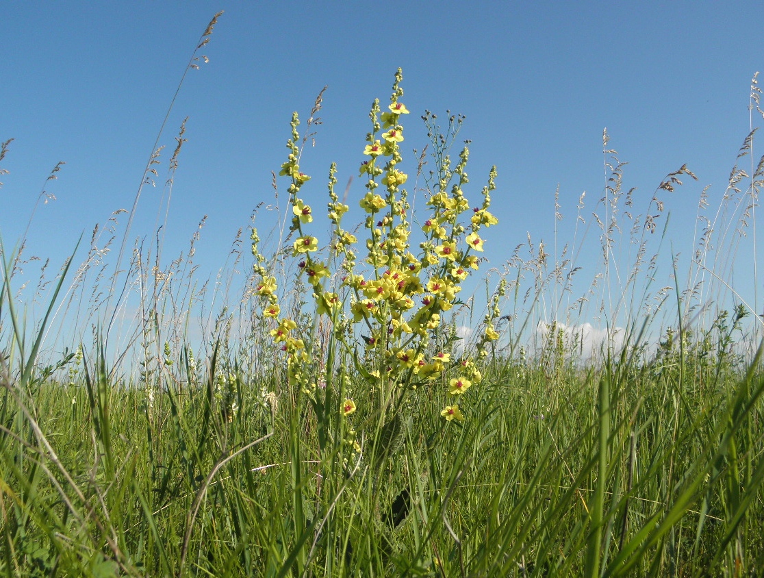 Луганск, image of landscape/habitat.