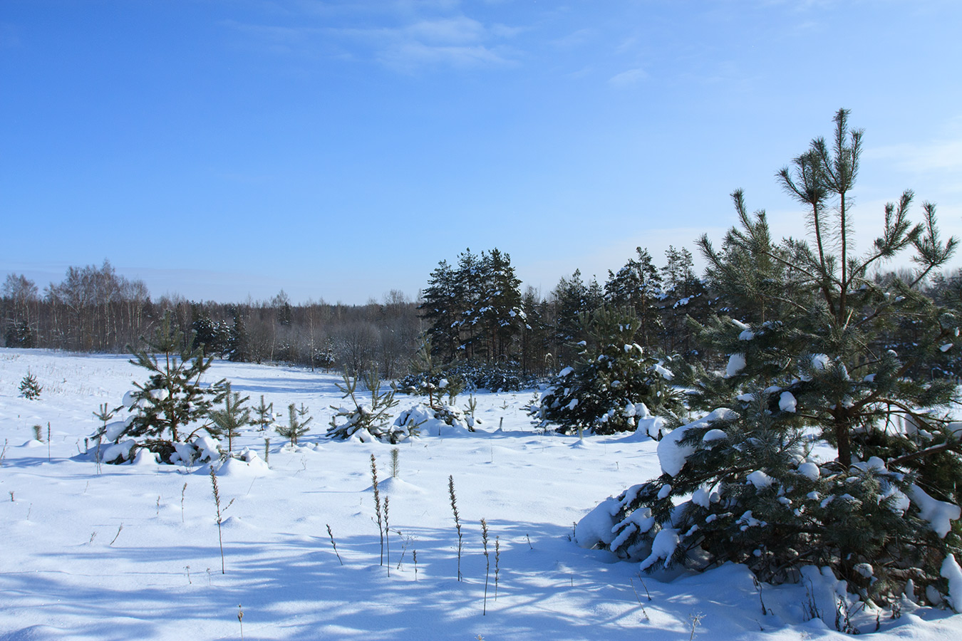 Залежь у Тиханово, image of landscape/habitat.