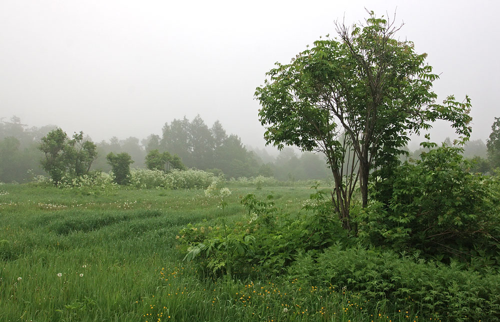 Пиленга, image of landscape/habitat.