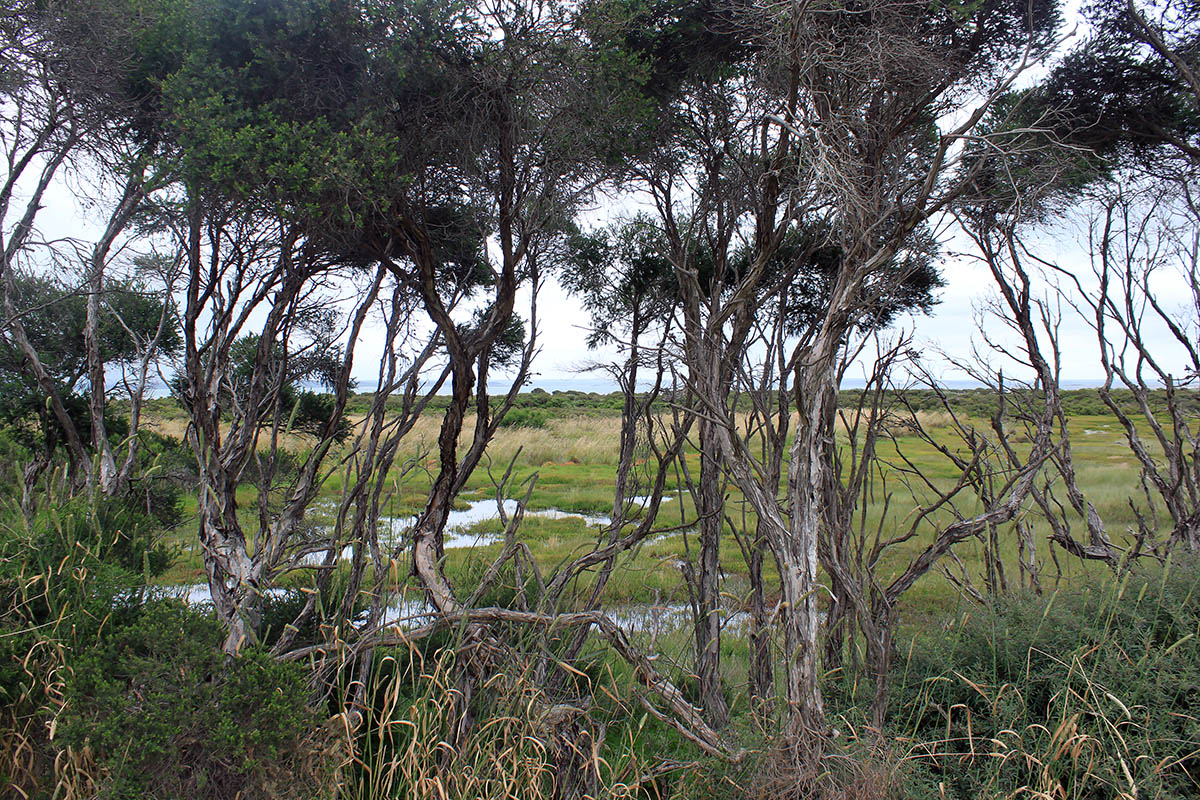 Остров Френч, image of landscape/habitat.