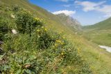 Image of landscape