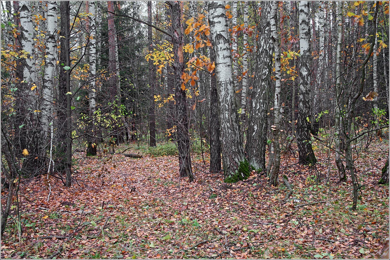 Окрестности Хрипани, изображение ландшафта.