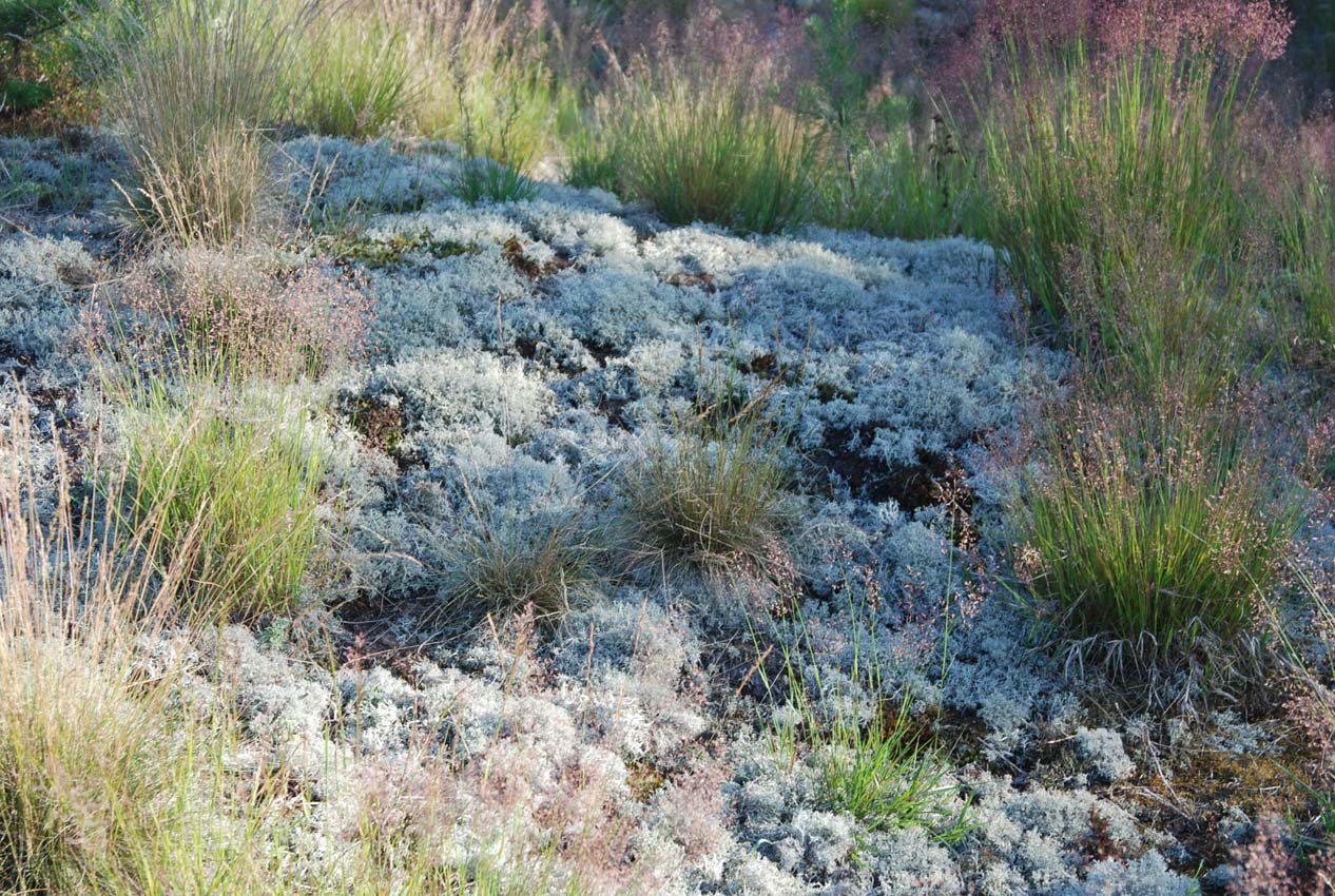 Орловское Полесье, image of landscape/habitat.