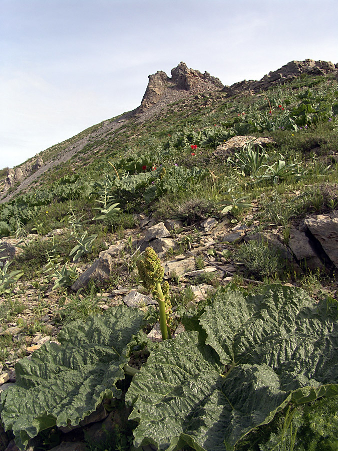 Ущелье Кенозен, image of landscape/habitat.