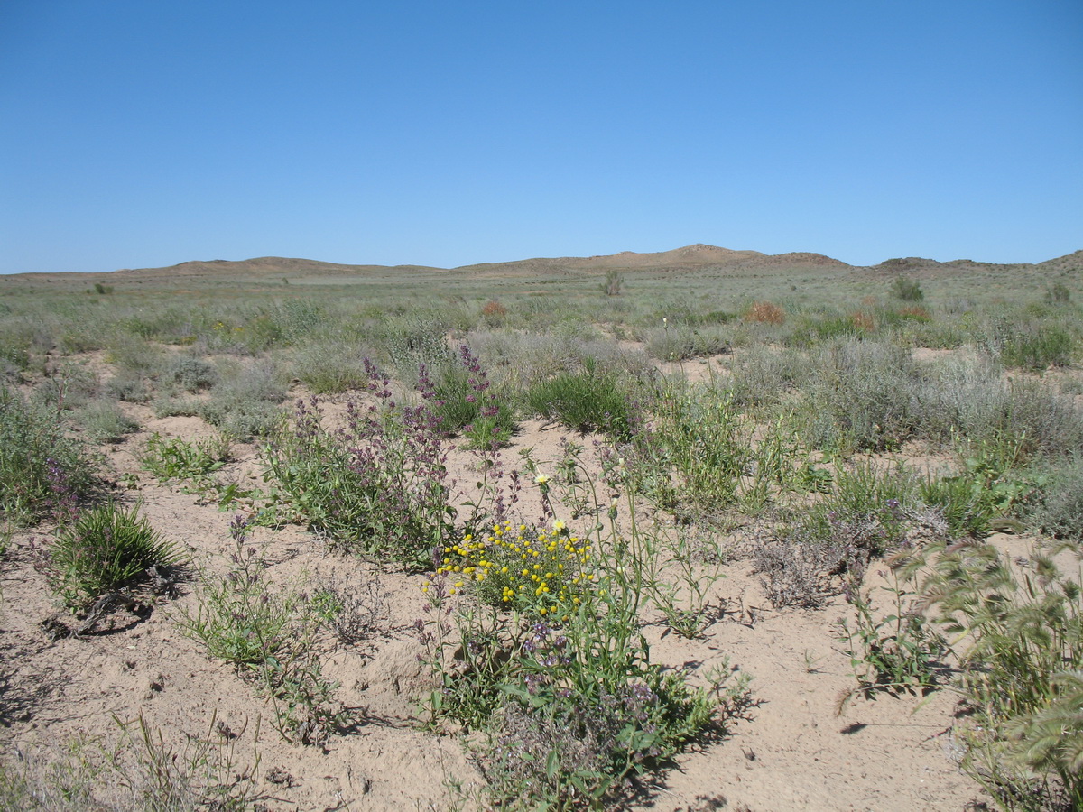 Алаколь, image of landscape/habitat.