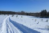 Залежь у Тиханово, image of landscape/habitat.