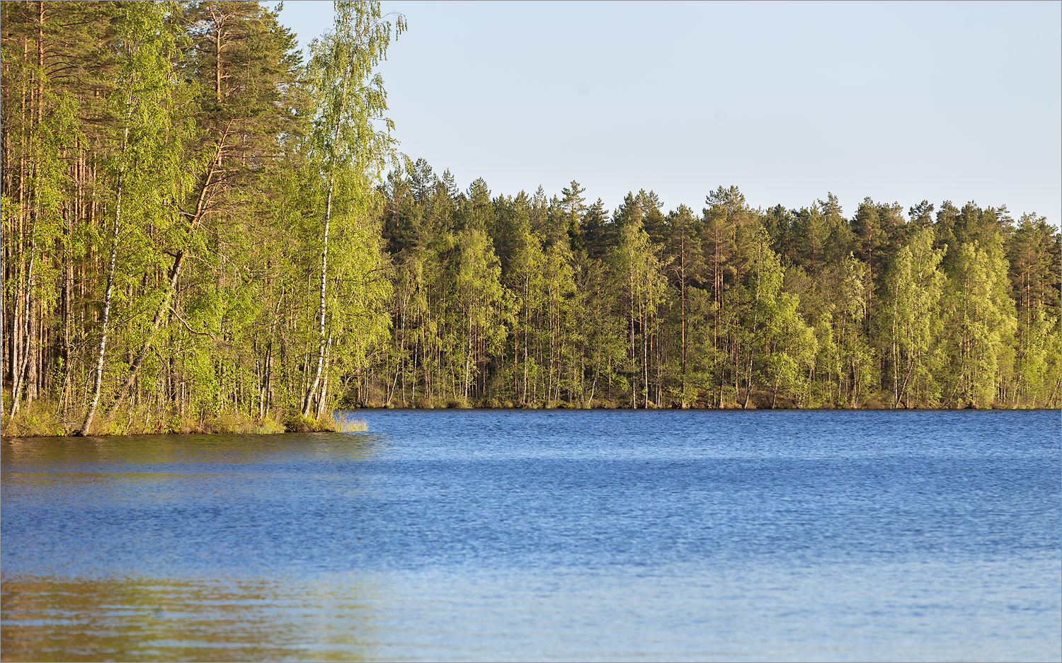 Лужские боры, image of landscape/habitat.