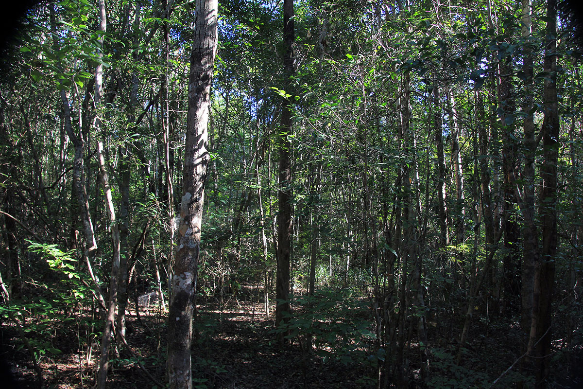 Нацпарк "Анкарафанцика", image of landscape/habitat.