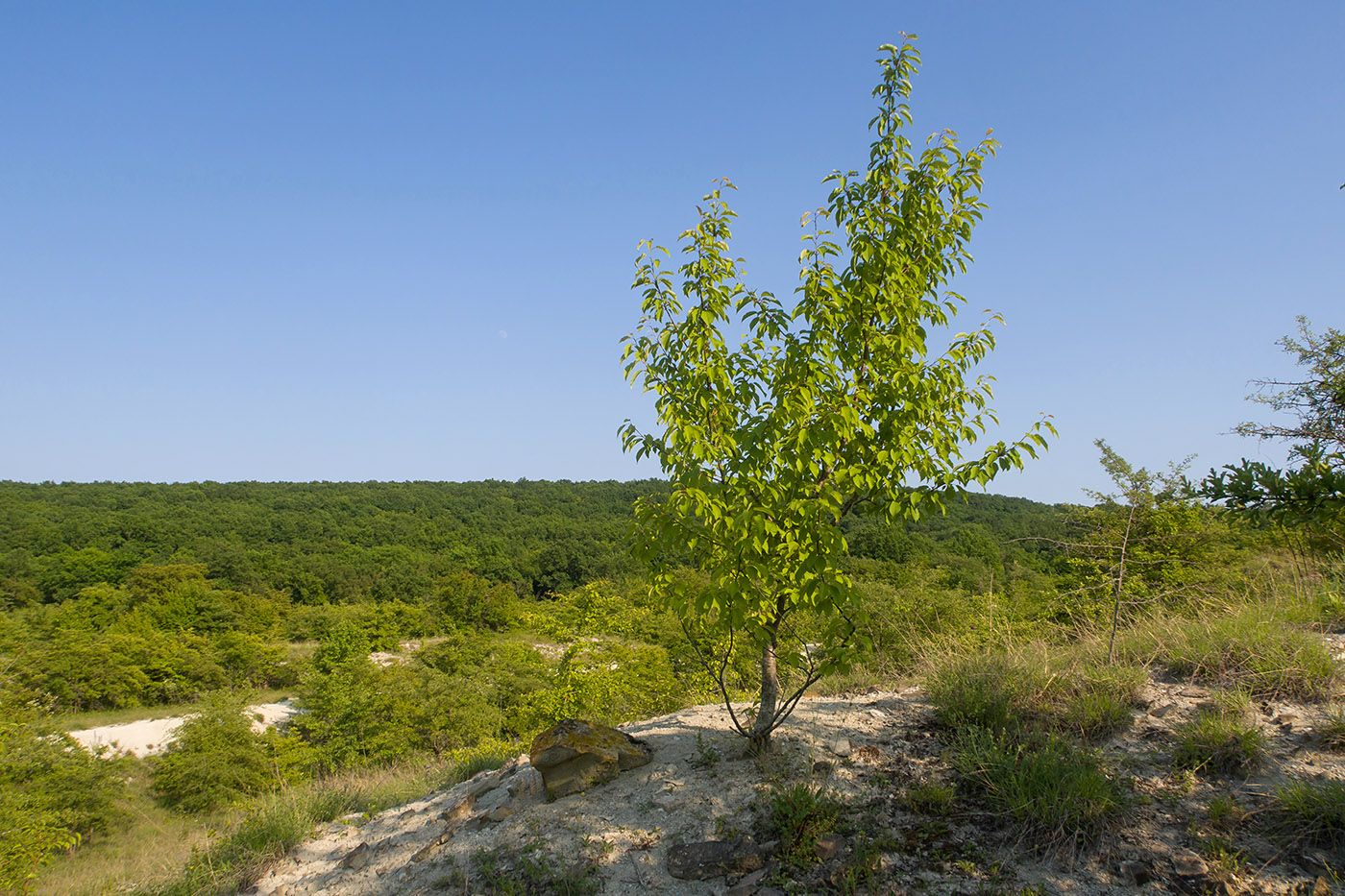 Карьер в Темрючках, image of landscape/habitat.