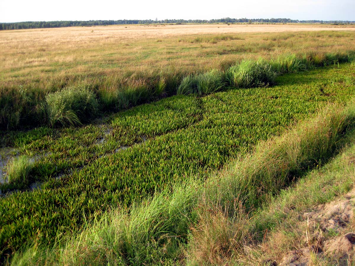 Озеро Стрибуж, image of landscape/habitat.