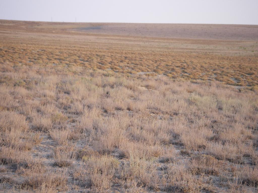 Барсакельмес, image of landscape/habitat.