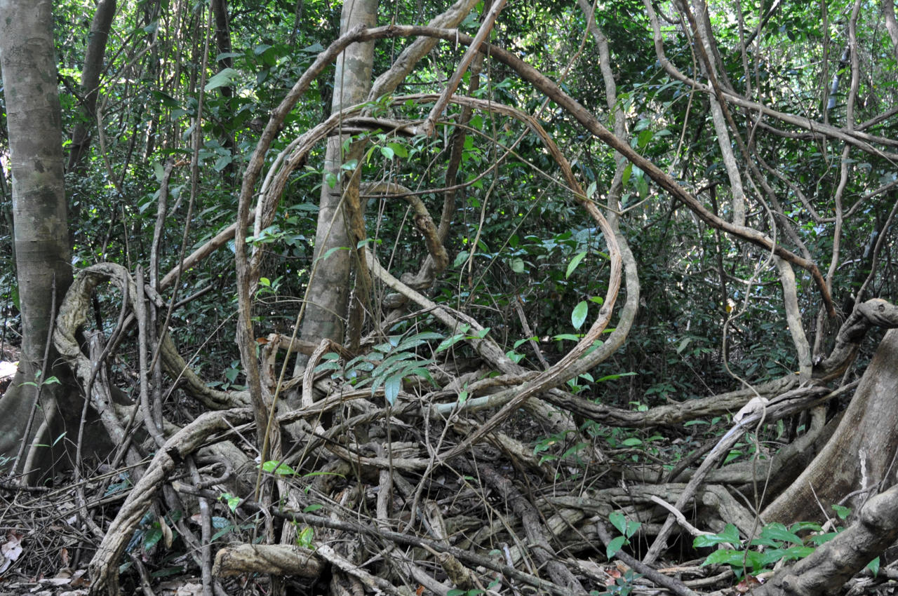 Остров Лонг, image of landscape/habitat.