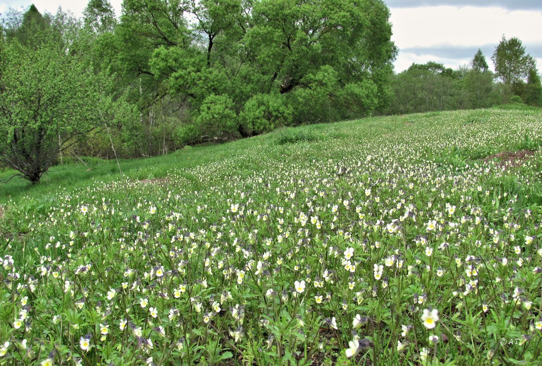 Жарь, image of landscape/habitat.