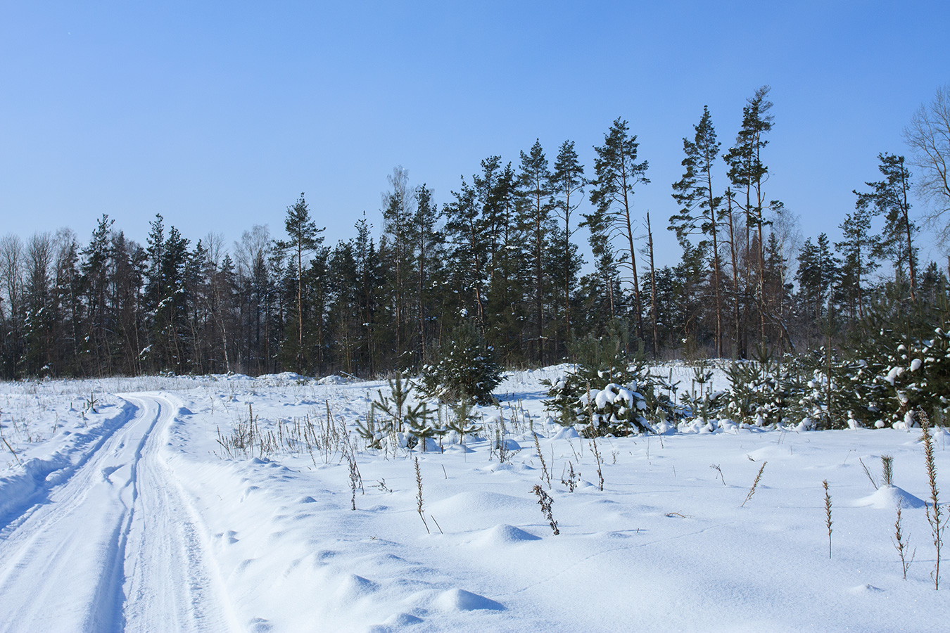 Залежь у Тиханово, image of landscape/habitat.