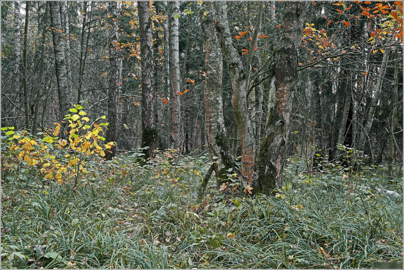 Окрестности Хрипани, image of landscape/habitat.