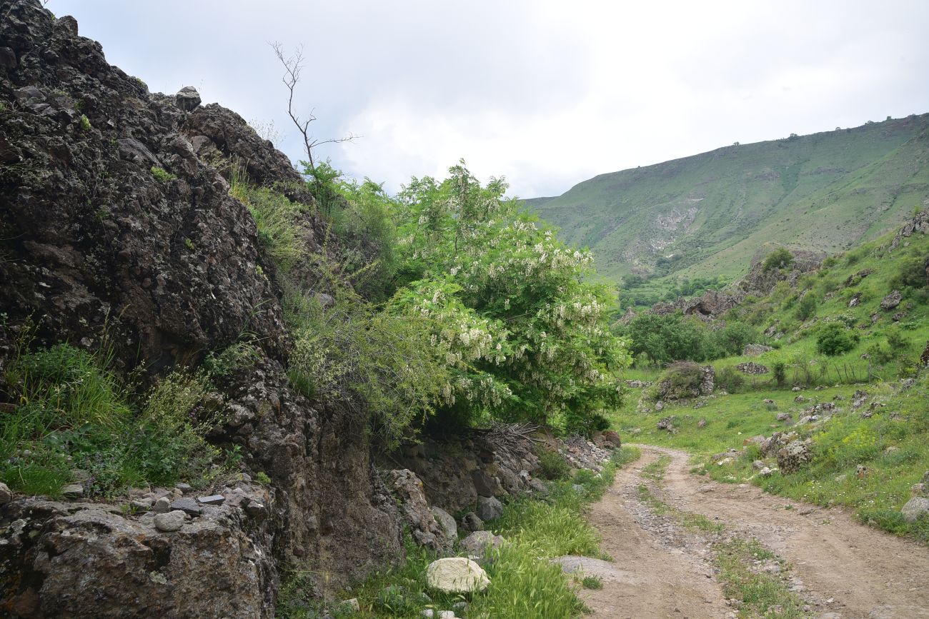 Окрестности села Тмогви, image of landscape/habitat.