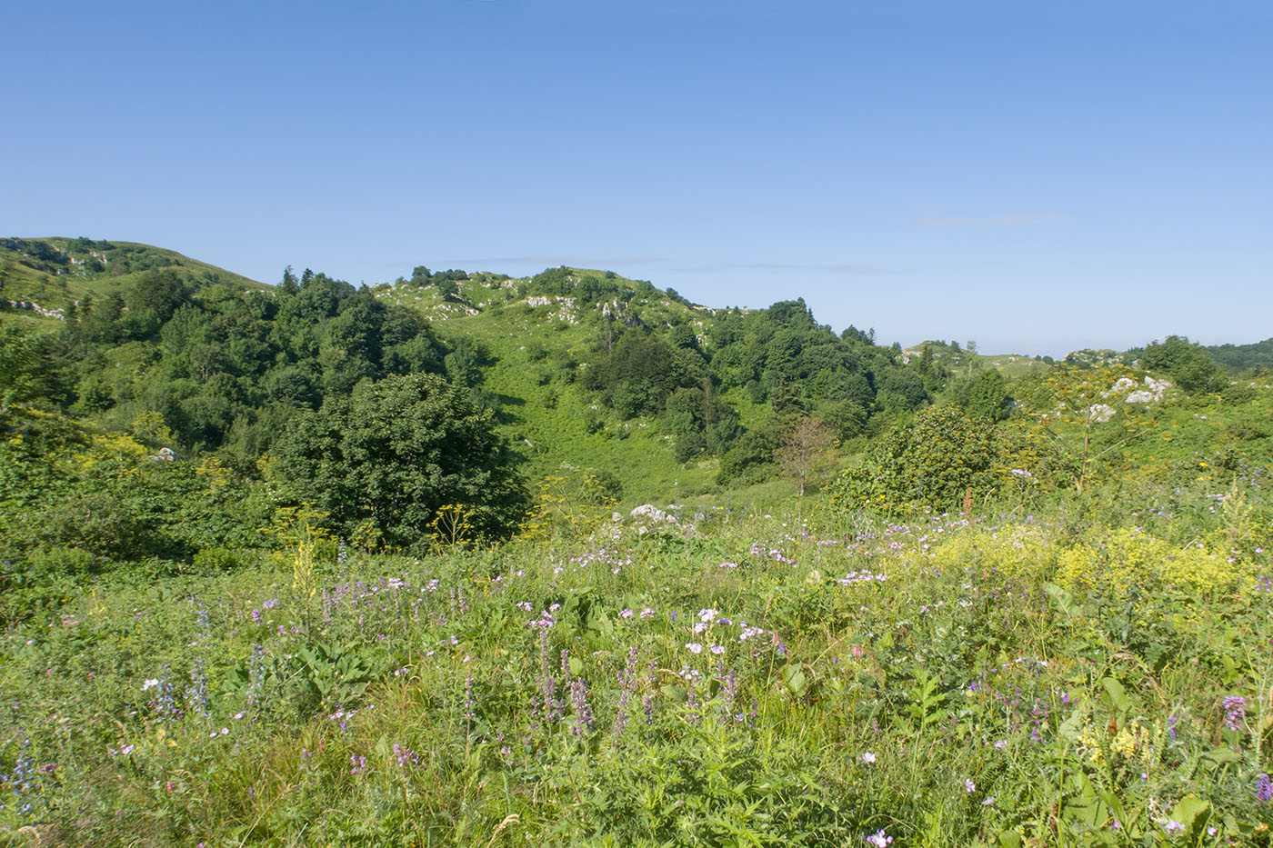 Черногор, image of landscape/habitat.