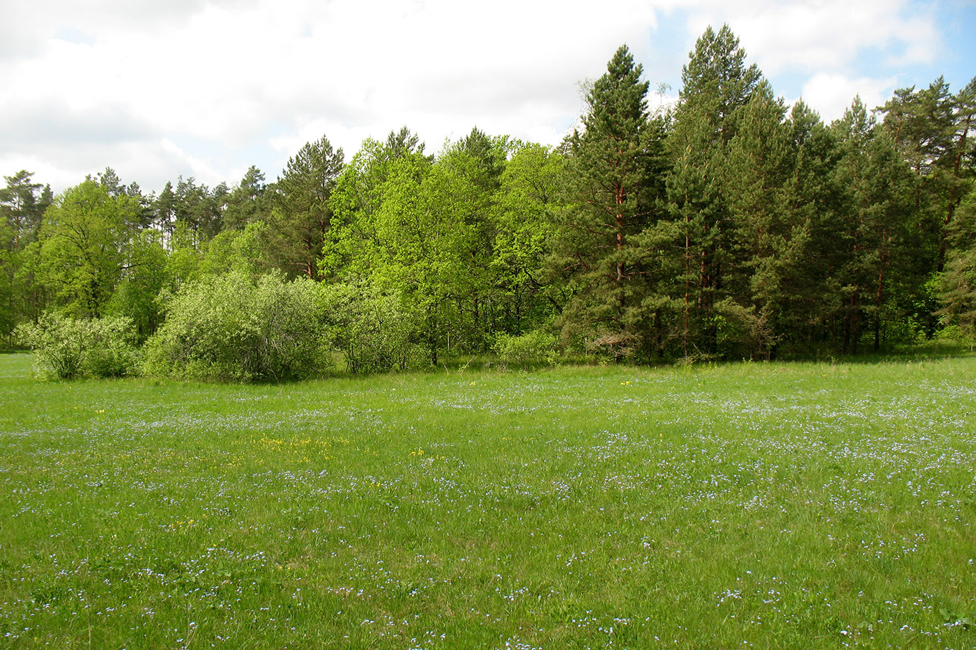 Приокско-Террасный заповедник, image of landscape/habitat.