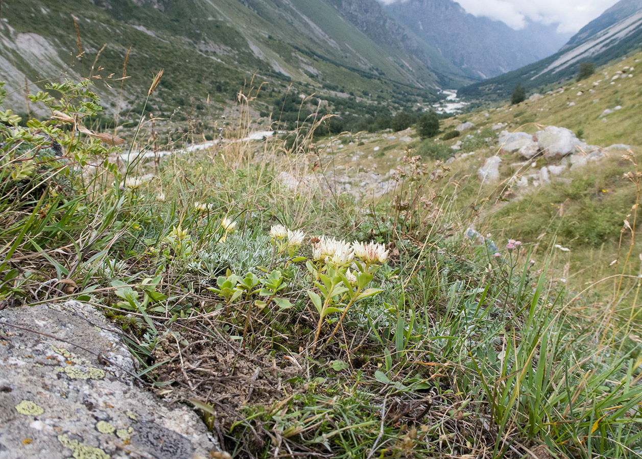 Морена у альплагеря «Безенги», image of landscape/habitat.