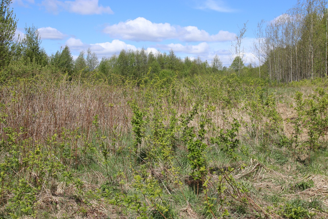 Езерище и окрестности, image of landscape/habitat.