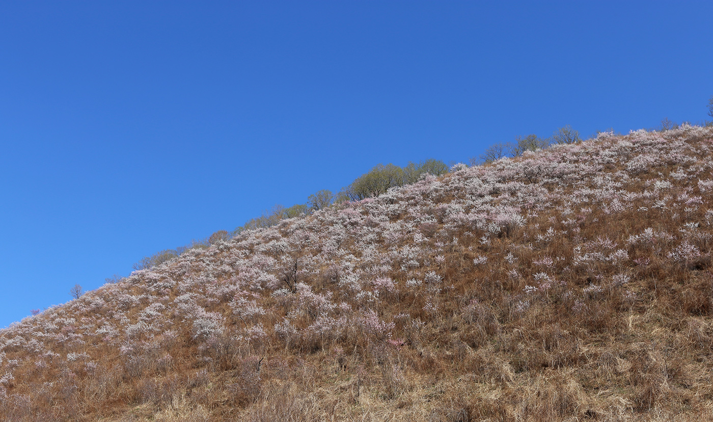 Пограничный, image of landscape/habitat.