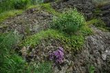 Крыктытау, image of landscape/habitat.