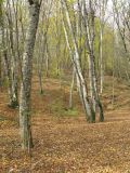 Окрестности станицы Крепостная, image of landscape/habitat.